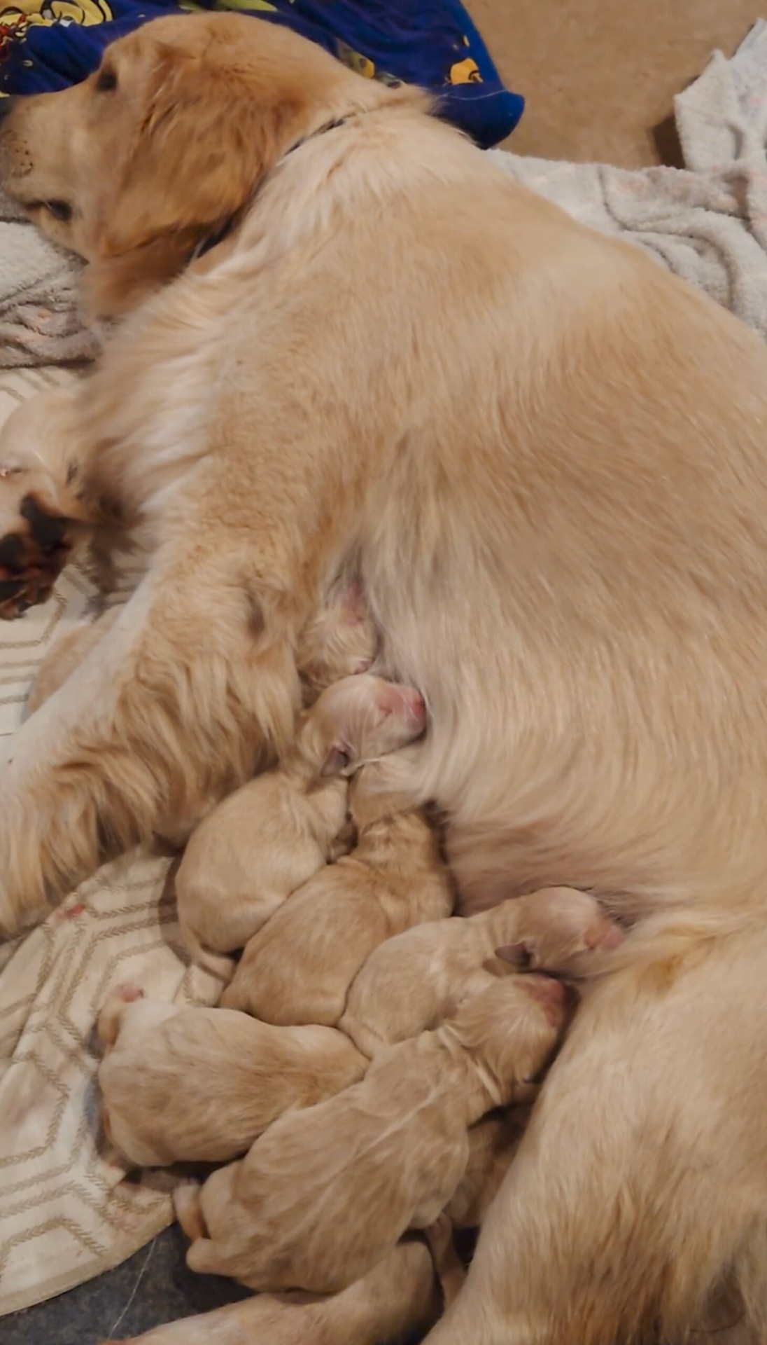 きのう元気な赤ちゃんを無事産みました!